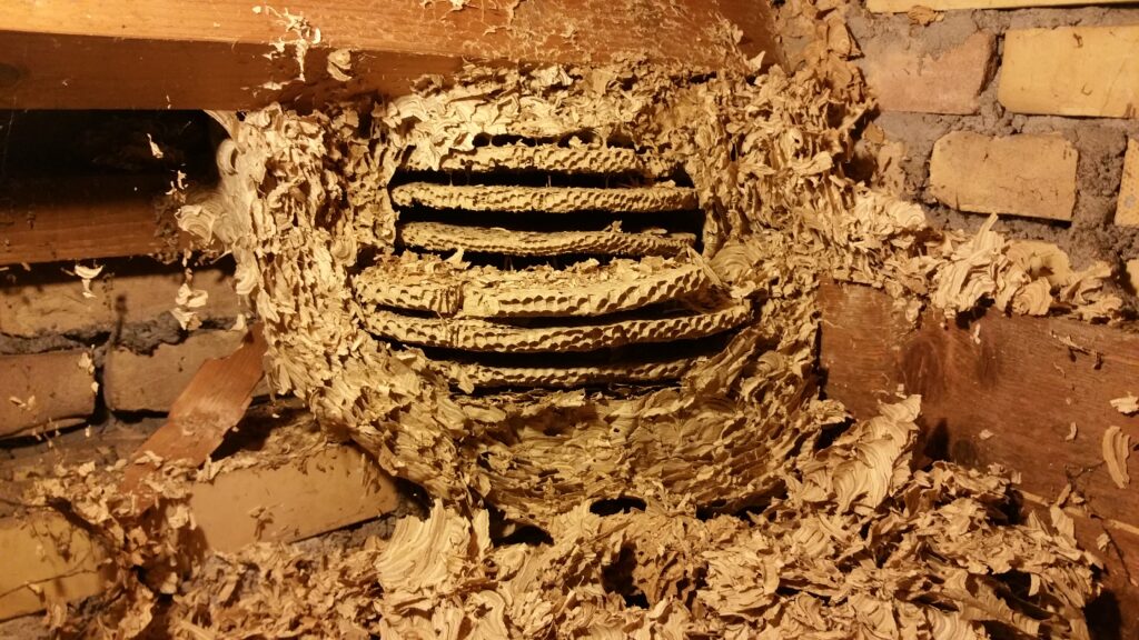 wespen bestrijden Rosmalen