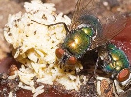 Professionele Vliegenvanger