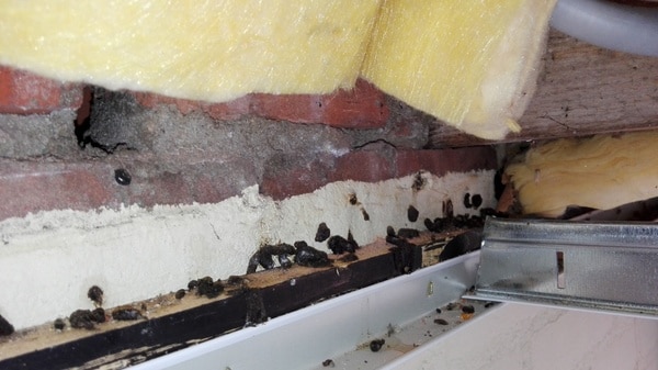 Muizen in het plafond