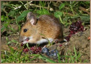 Muizen van buiten naar binnen