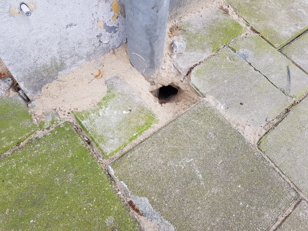 Herkennen van een rattenplaag – 10 tips tegen ratten