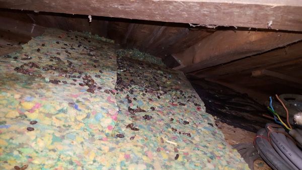 Ratten herkennen in huis