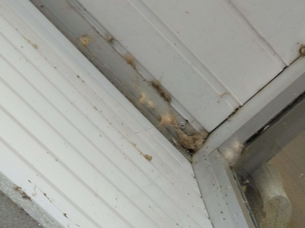 Spinnenweb voorkomen