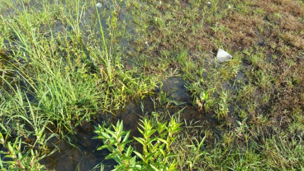 Muggenbestrijding op de boerderij