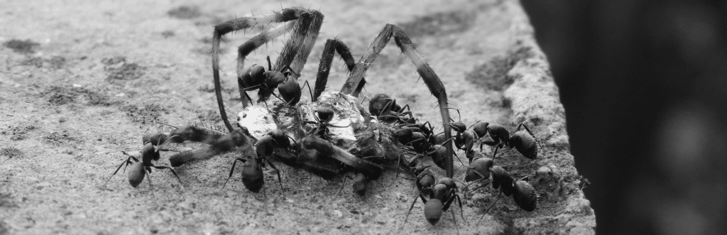 Hoe kan ik zelf Mieren bestrijden