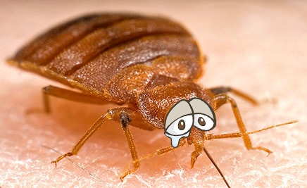 In bed met: Bert de Bedwants (diepte interview)