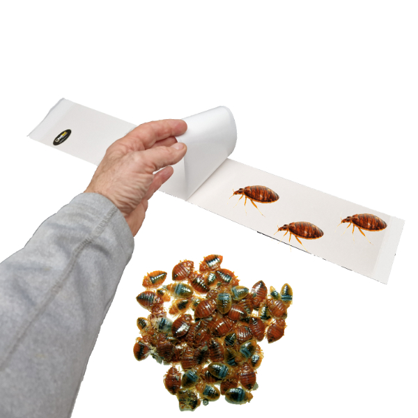 Waar plaats je lijmvallen voor bedwantsen?