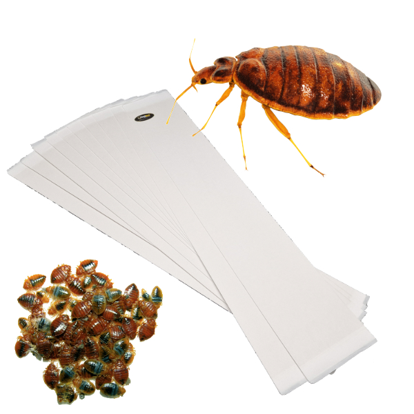 lijmvallen voor bedwantsen