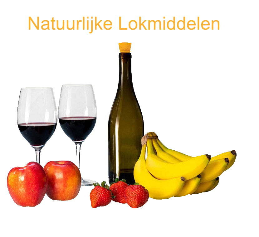 fruitvliegjes