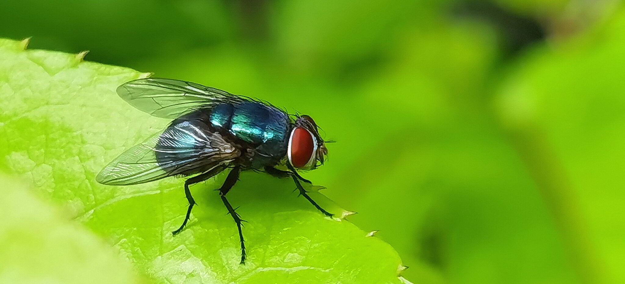 Soorten Vliegen in Nederland: Van Fruitvliegen tot Huisvlieg