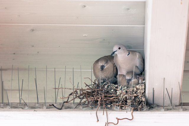 Handleiding vogelpinnen correct monteren