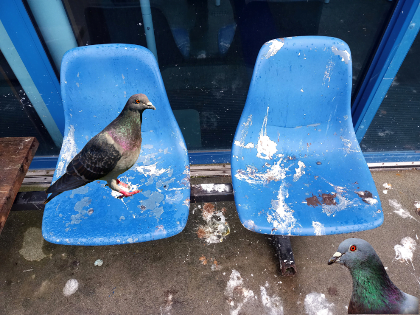 Is vogelpoep gevaarlijk?