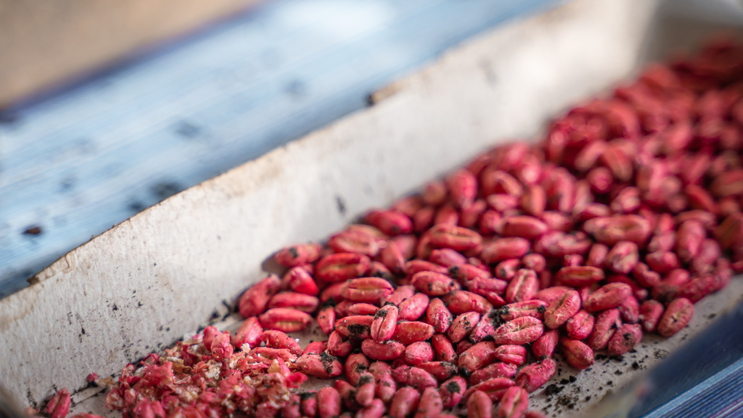 Muizen resistent tegen gif?