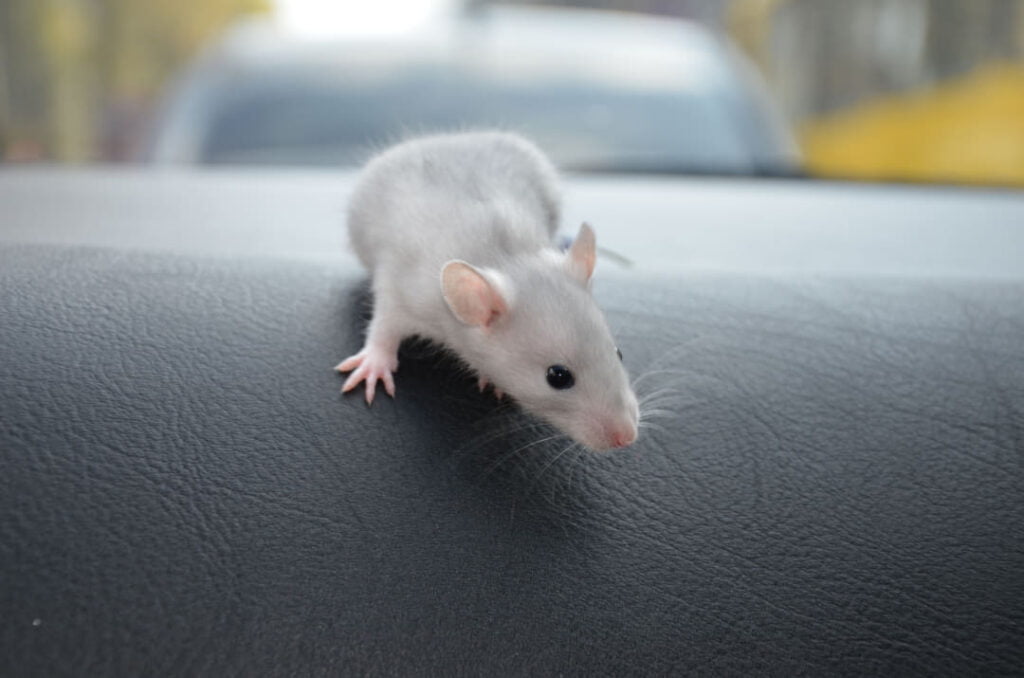 Muizenval auto: Wat te doen bij muizen in de auto?