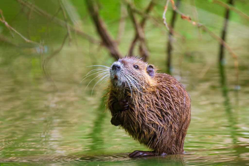Muskusrat met water