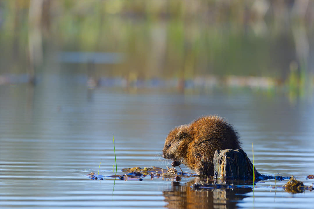 Muskusrat: Herkenning en leefwijze