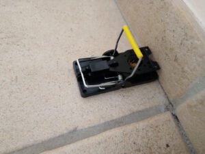 Muizenvallen plaatsen