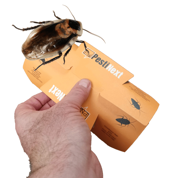 PestiNext Kakkerlakval