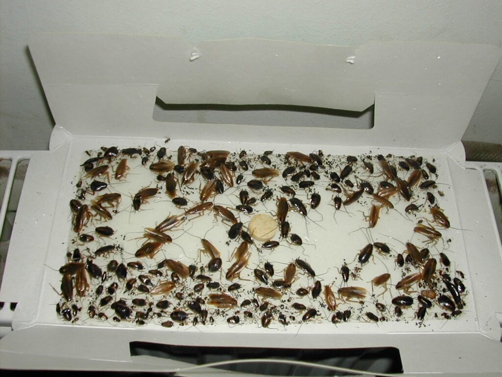 PestiNext Kakkerlakval