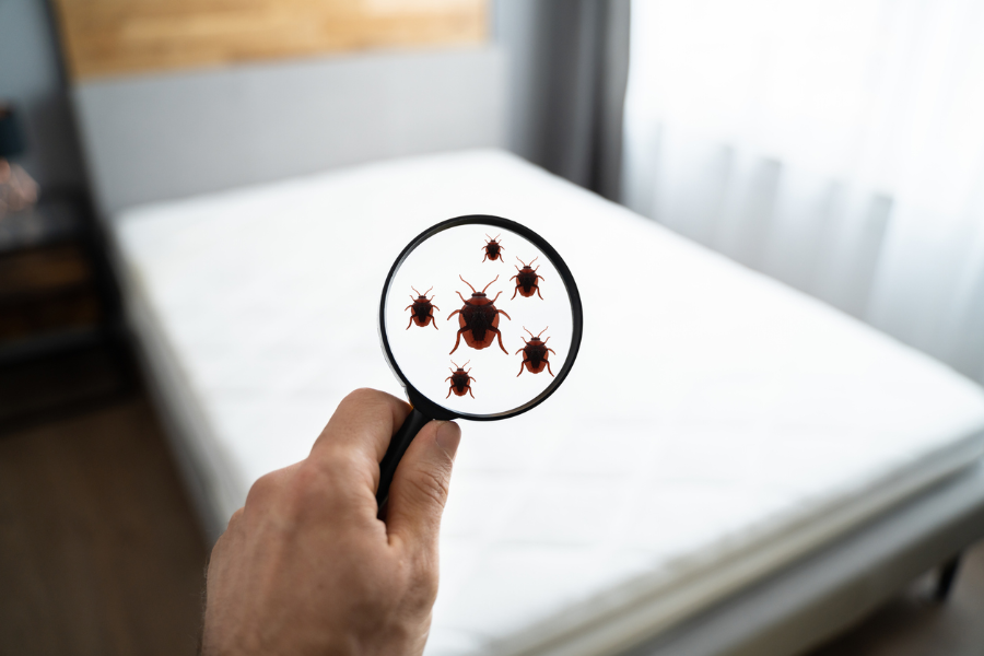 matrasbeschermer tegen bedwantsen