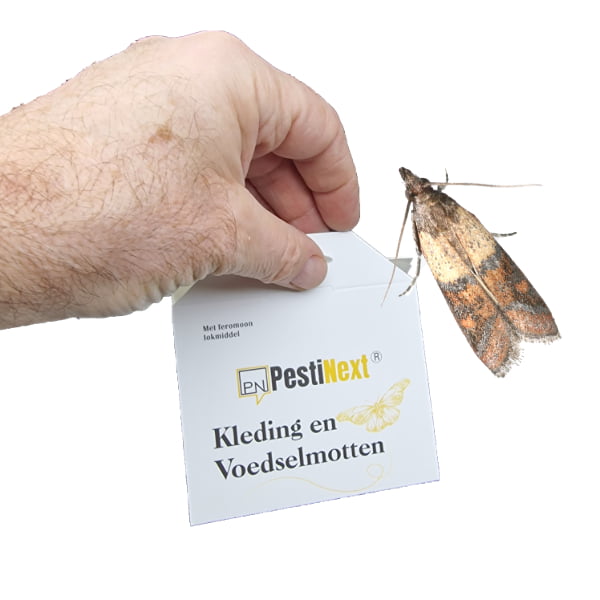 voedselmotten