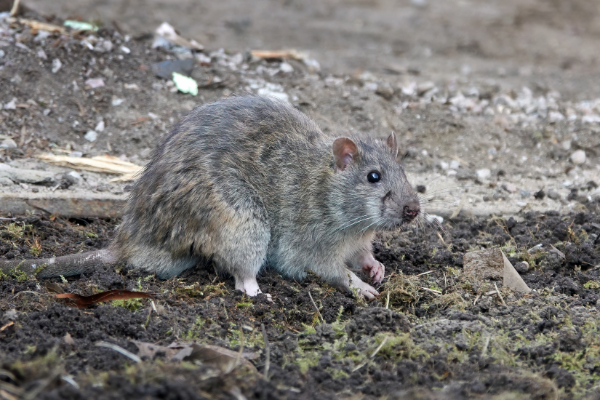 ratten in tuin bestrijden