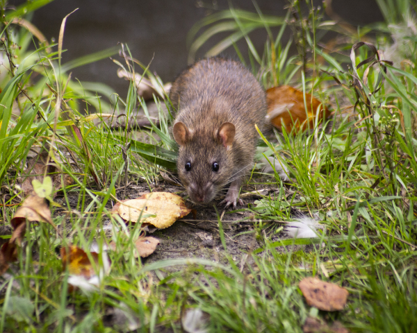 ratten in tuin bestrijden