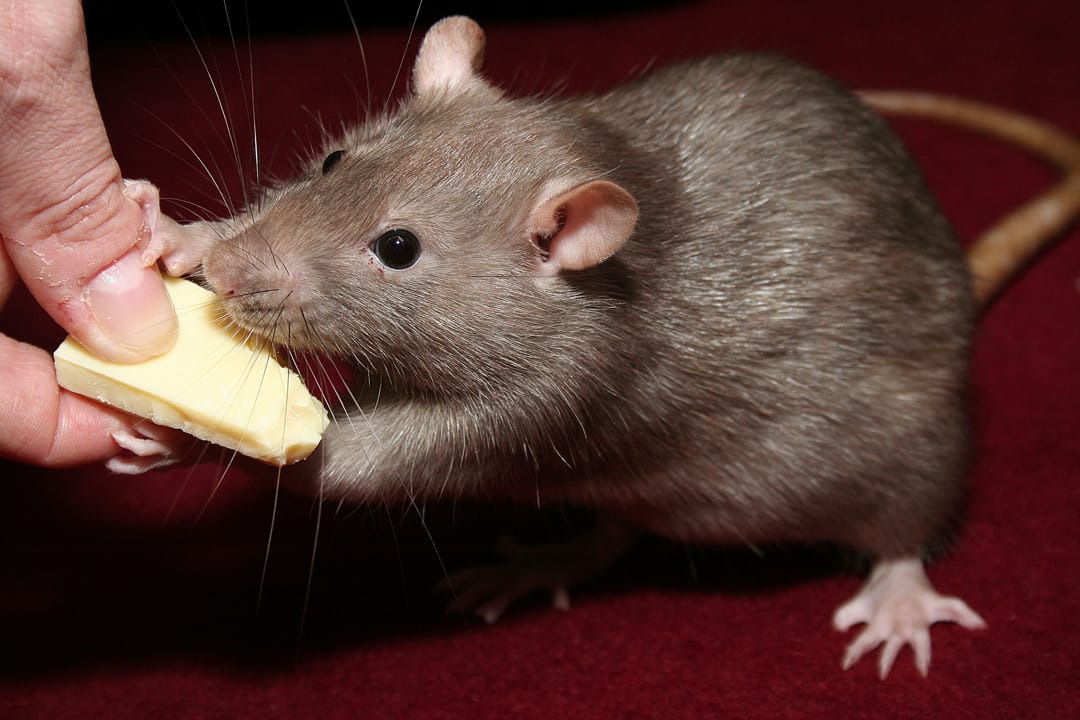 Ratten vangen met chocolade