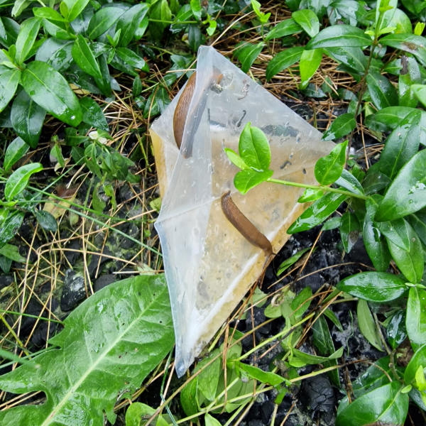 20 x Slakkenzak – Slakkenval