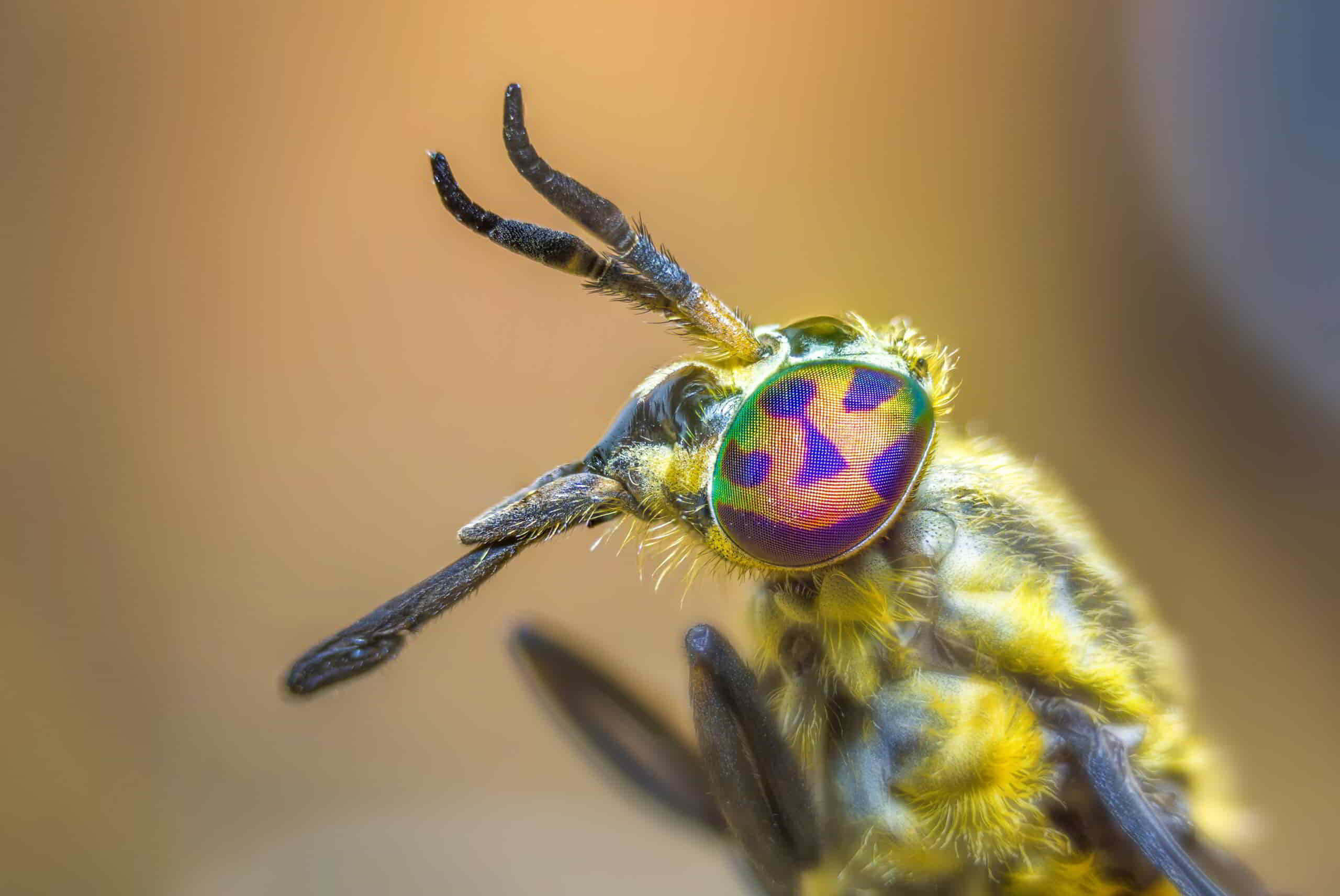 Steekvlieg: Herkennen, leefwijze en bestrijding