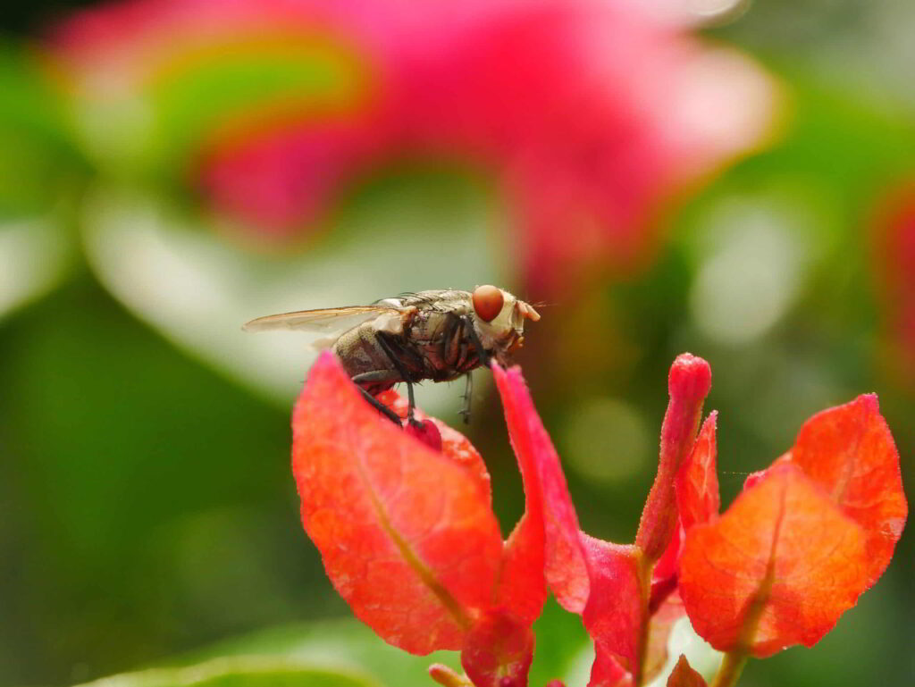 Vleesvlieg: Herkennen, leefwijze en bestrijding