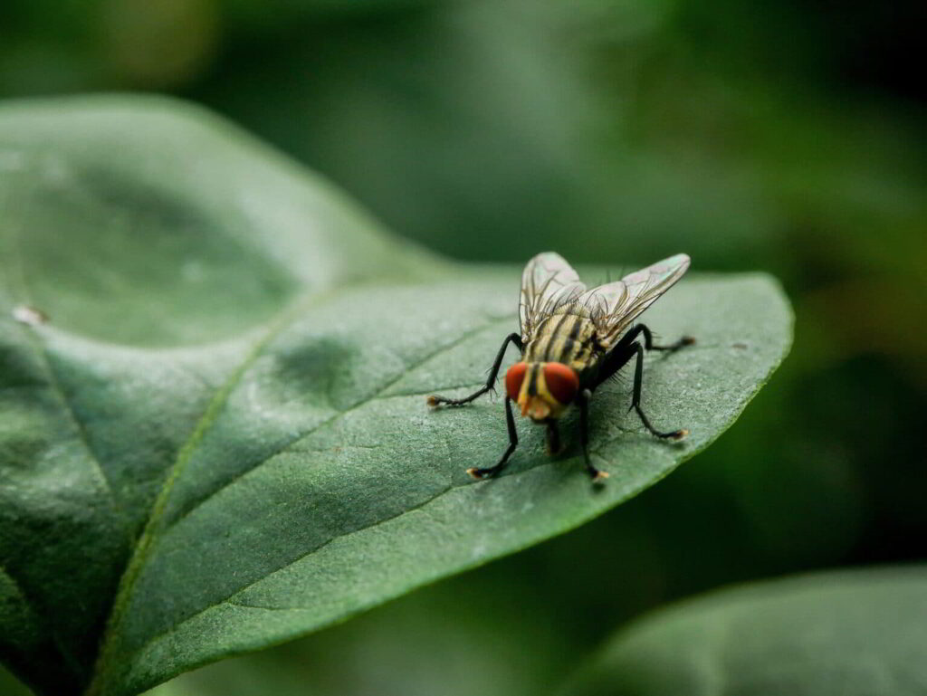 vleesvlieg op blad