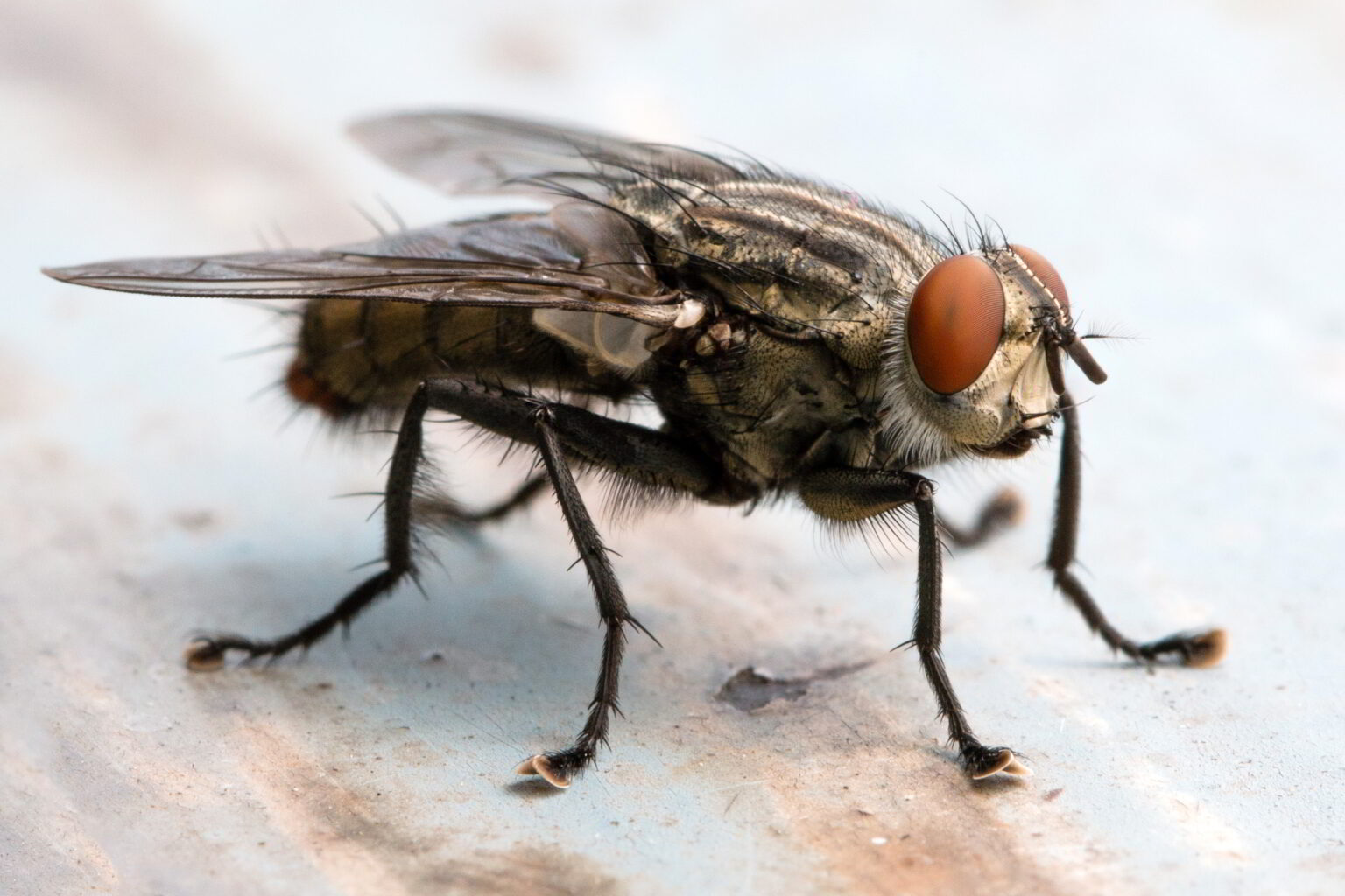 Vliegen Insect Vliegen in container: Bestrijden en voorkomen in de GFT-bak