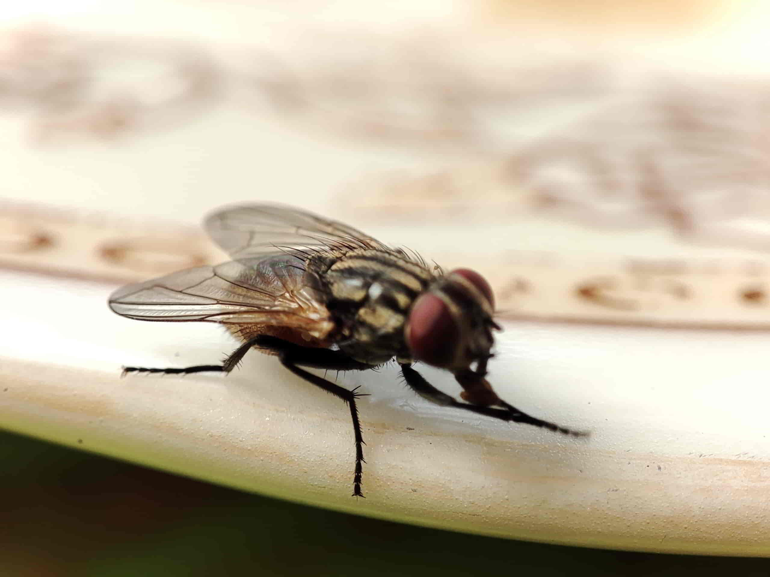 Vliegen in huis: Voorkomen en vangen