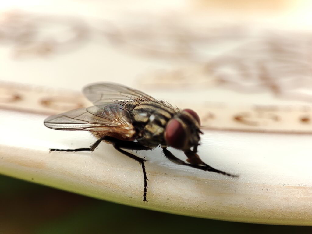 Vlieg in de tuin