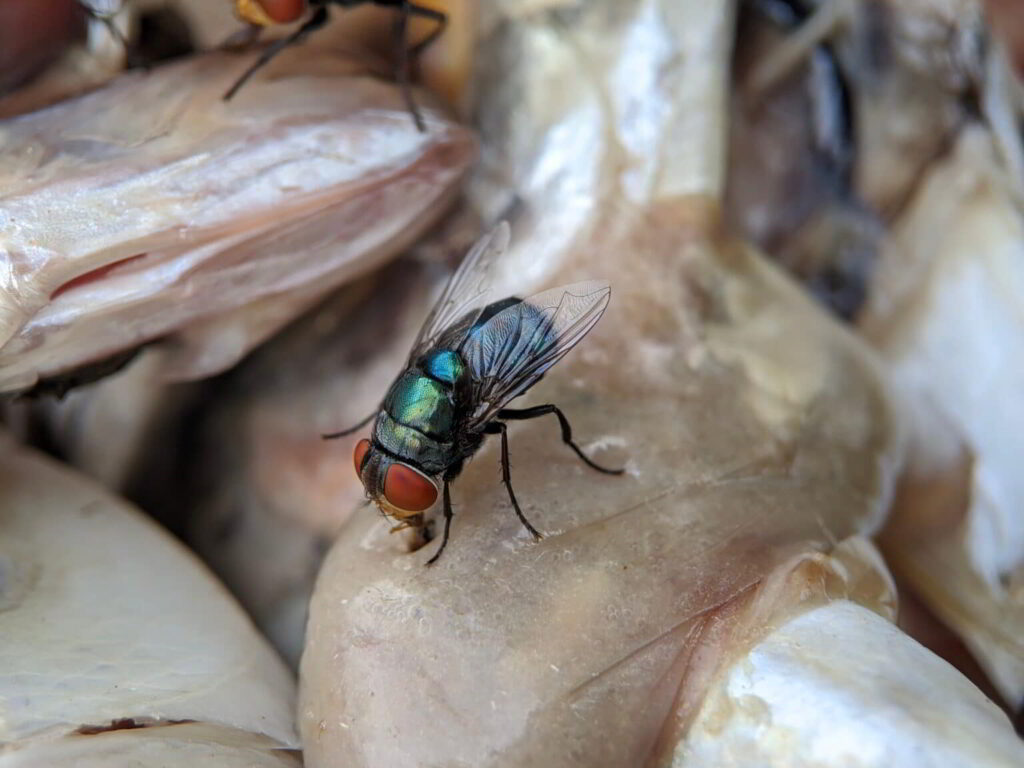 Biologisch vliegen bestrijden