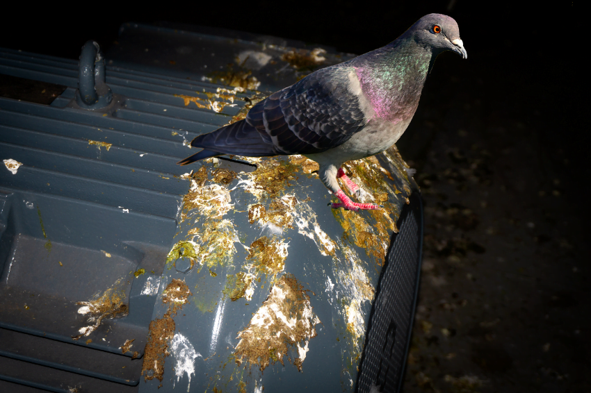 Vogelpoep op een elektromotor - vogels verjagen met laserlicht - PestiNext lasertechniek