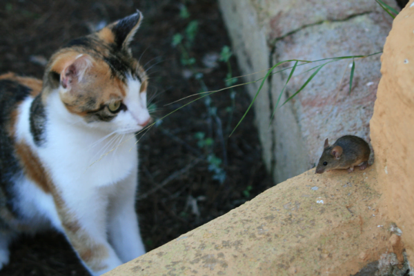 Waar hebben muizen een hekel aan?