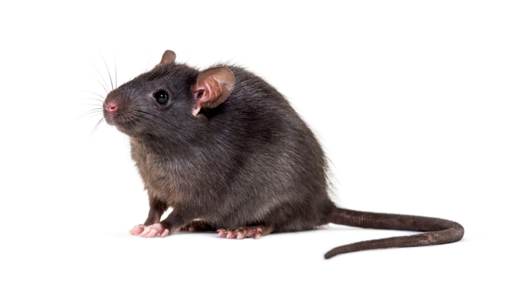 zwarte rat