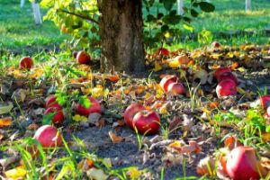 Ongedierte in de tuin voorkomen