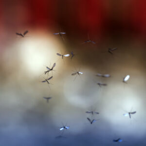 anti-muggen parafine olie