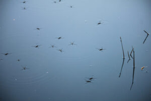 anti-muggen parafine olie