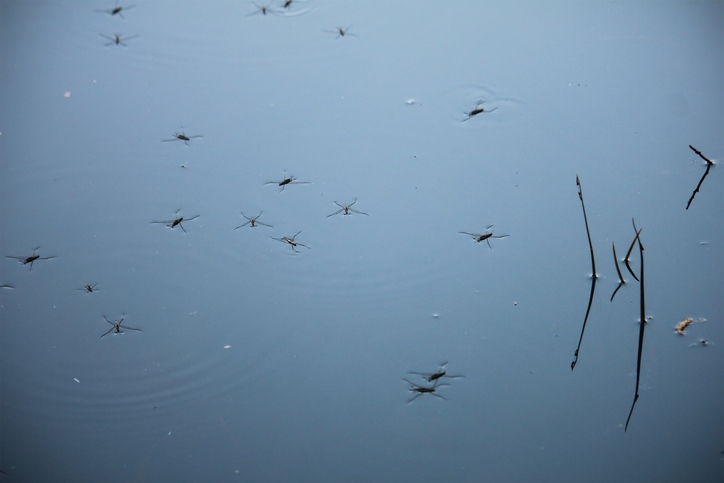 wat is anti-muggen parafine olie