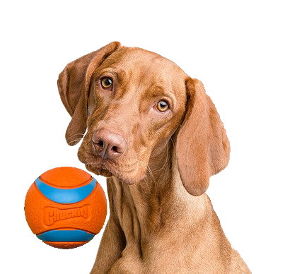 1 Apporteerbal (ø 6 cm)