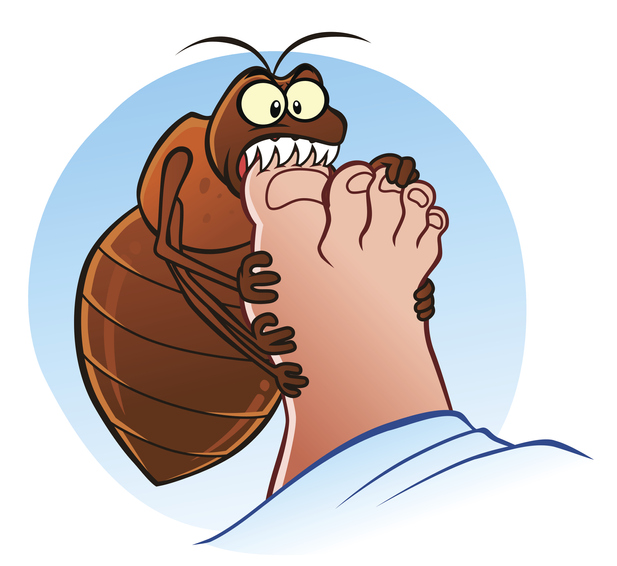 bedwantsen bedwantsbeet