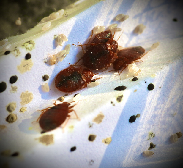 lijmvallen voor bedwantsen