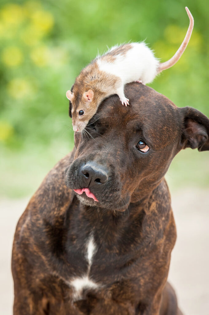 Muizengif niet schadelijk voor honden