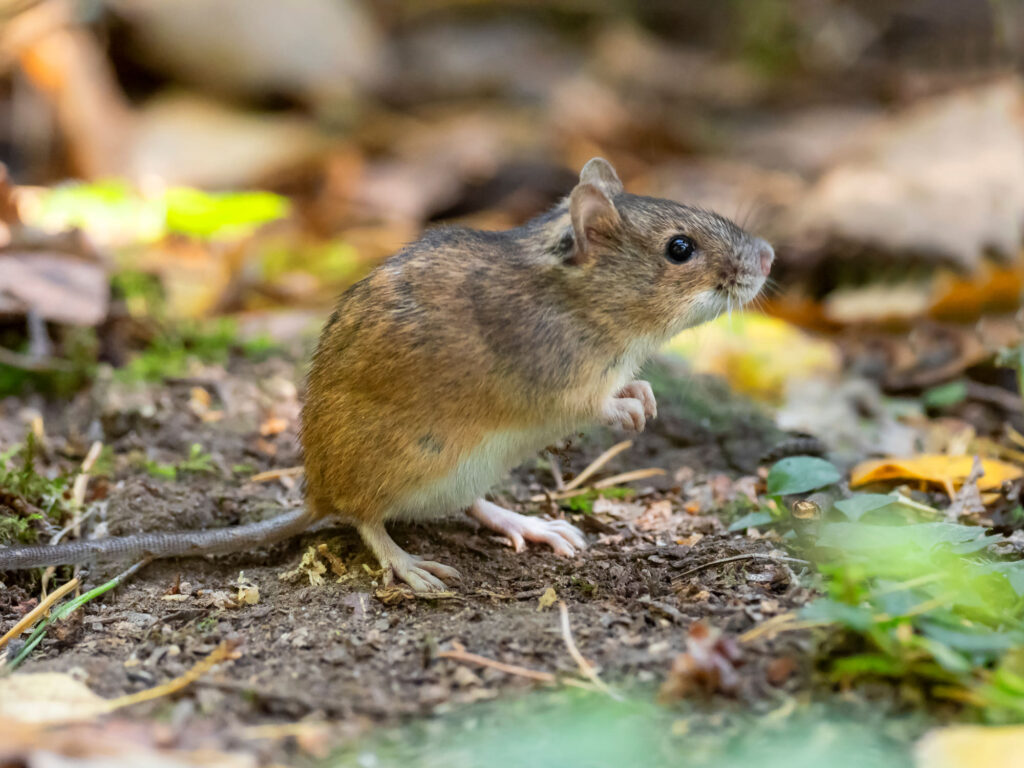 Bosmuis: Leefwijze en leefgebied