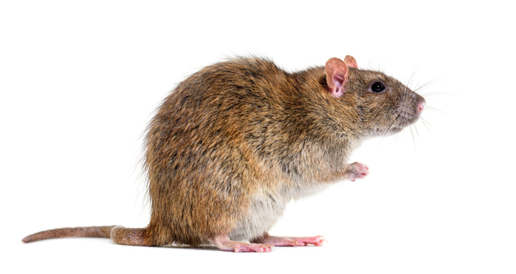 Bruine rat