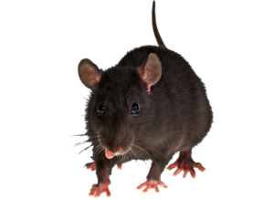 bloedluis verspreidt door ratten